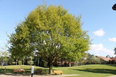 Et le prix de l&rsquo;arbre 2014 revient &agrave; Rungis !