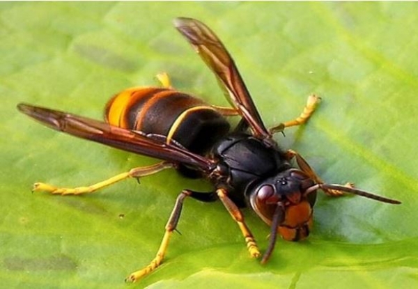 Vigilance Frelon asiatique