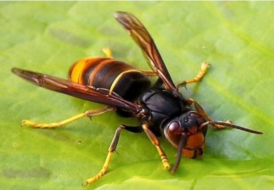 Vigilance Frelon asiatique